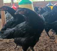 AYAM BETINA LOKAL