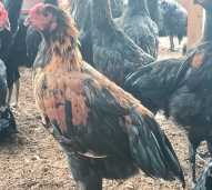 AYAM JANTAN LOKAL