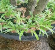 Tanaman Lili Umbi