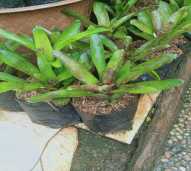 Tanaman Hias Bromelia Mawar