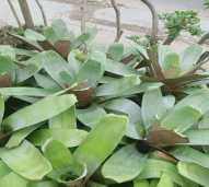 Tanaman Bromeli Jayen / Bromelia Giant