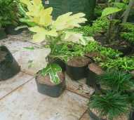 Tanaman Puring Bulan