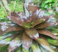 Tanaman Bromelia Mawar