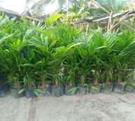 Bibit Sawit (DXP )