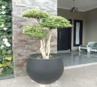 Pot Gembung Bali