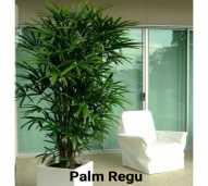 TANAMAN HIAS POT BESAR INDOOR DAN OUTDOOR