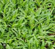 Rumput Gajah Mini