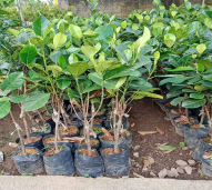 bibit nangka sayur