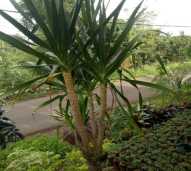 Pandan Bali