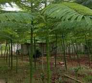 Pakis Solobium