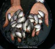 Bibit Ikan Gurame