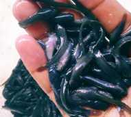 Bibit Ikan Lele Dumbo