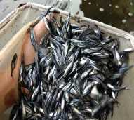 Bibit Ikan Patin